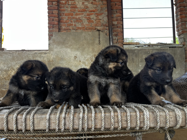 German Shepherd – German Shepherd Puppies Available – Jaipur