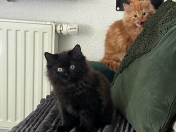 Maine Coon – Zwei liebevolle Maine Coon Mix Kätzchen suchen ein neues Zuhause – Fellbach