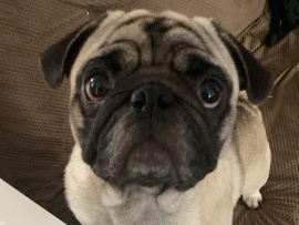 Pug – Rehoming Pug – Pittsburgh