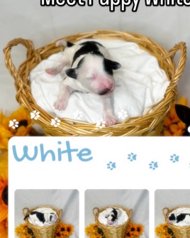 Portuguese Water Dog – Puppy White Female