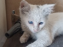 white colour blue eyes – Dubai