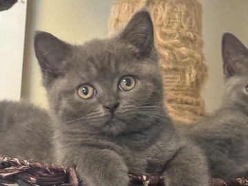 British Shorthair – British Shortair pedigree kitten last boy – Walsall
