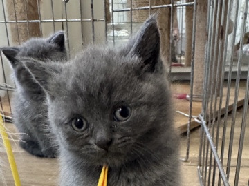 British Shorthair – British Shortair pedigree kittens age 9 weeks – Walsall
