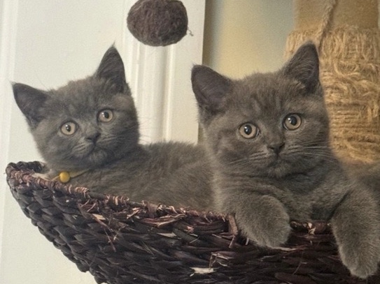 British Shorthair – British Shortair pedigree kittens – Walsall