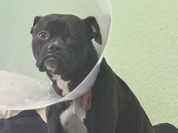 Bulldog – Save julia Robert’s