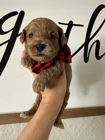 Beautiful Mini Cavapoos