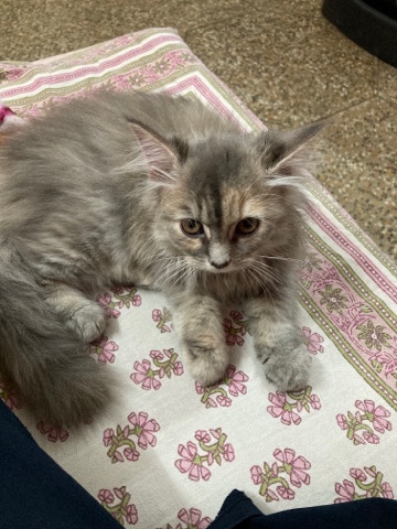 Persian (Modern) – Persian Kitten