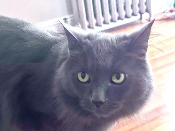 Maine Coon – Princess Freya – Springfield