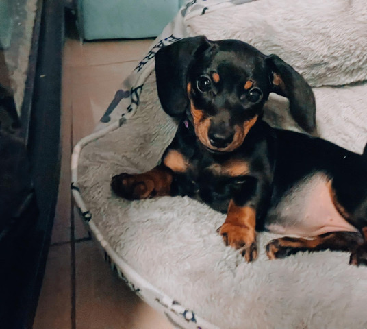 Dachshund – dachshund female puppy for sale