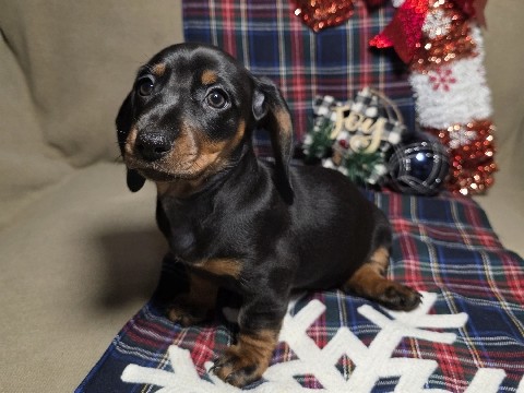 Image of Dachshund