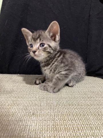 American Shorthair – Kitten looking for a home!!