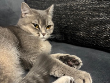 British Shorthair – Bkh Katze – Berlin
