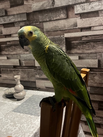 Amazon Parrot – Baby handreared blue fronted Amazon!