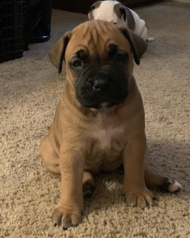 American Pit Bull Terrier – female puppies