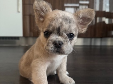 French Bulldog - fluffy frenchie Merle female available for adoption in Toronto