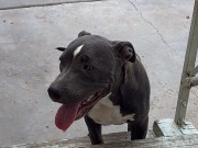 American Bulldog – blue nose pitbull – El Paso