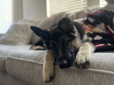 German Shepherd – Meet Leah - Sweet, Playful German Shepherd (8 Months Old) – Oklahoma City