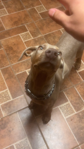 Doberman Pinscher – Grey Dobermann