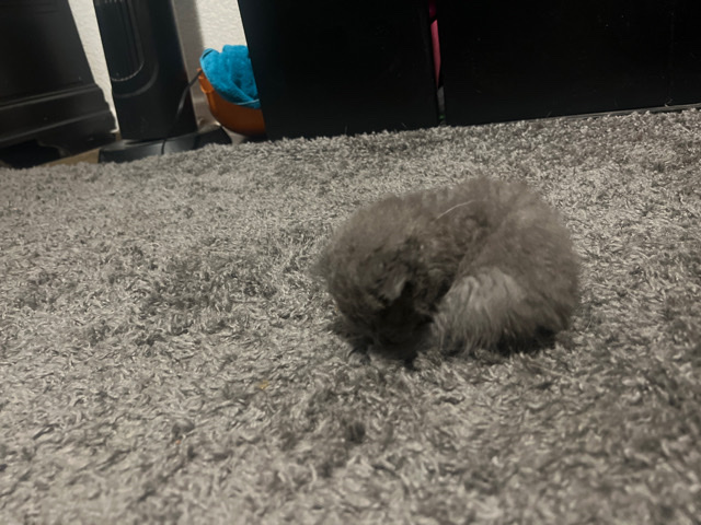 kitty