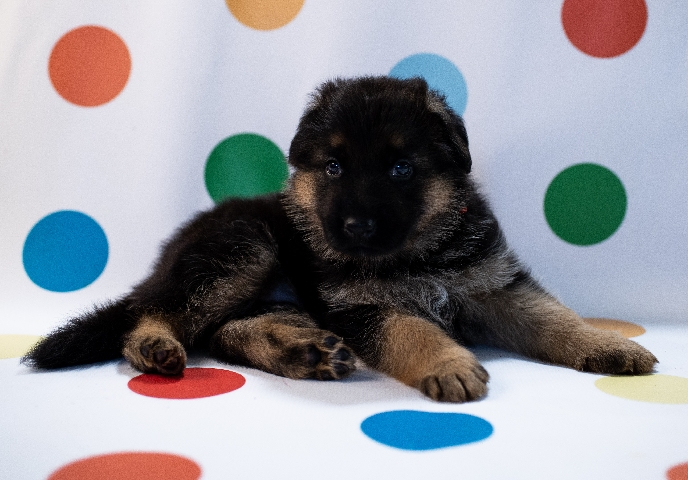 German Shepherd – Puppy for sale