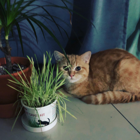 British Shorthair – Bsh mixed