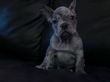 French Bulldog – frenchies bulldog – Thousand Palms