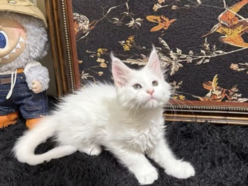 Maine Coon – Maine **** – 尚蒂利