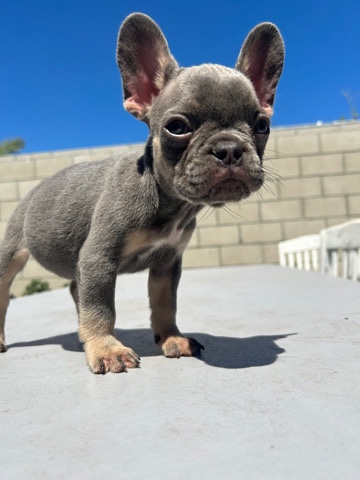 French Bulldog – Blue Tan Frenchie