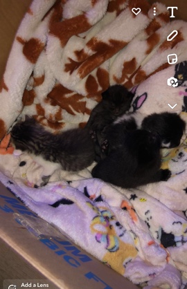 Russian White, Black and Tabby – free kittens