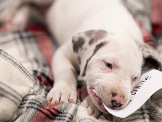 Great Dane – Great Dane Female Puppy – Denmark