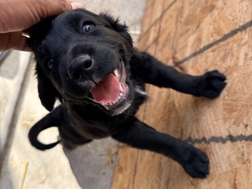 English Springer Spaniel – Black Lab/English Springer Spaniel puppies ready for new home – Los Angeles