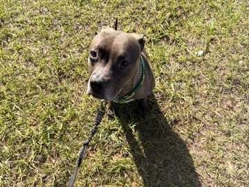 American Pit Bull Terrier – rehoming – Orlando