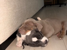 American Pit Bull Terrier – Merle Pitt Mix – Jenks