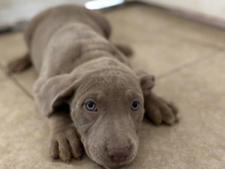 American Pit Bull Terrier – Merle Pitt Mix – Jenks