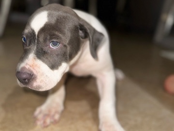 American Pit Bull Terrier – Merle Pitt Mix – Jenks