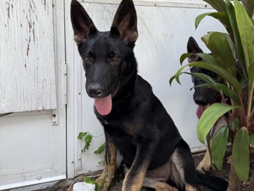 German Shepherd – 🐾 German Shepherd Puppy Looking for a Loving Home 🐾 – Orlando