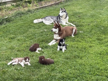 Siberian Husky – Siberian husky puppies – Vermilion