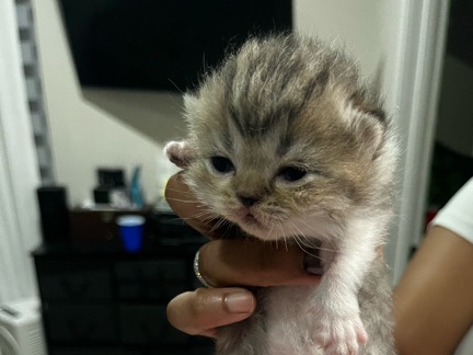 British Semi-longhair – British Semi longhair – Miami Gardens