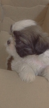 Shih Tzu – shih tzu dog new born(40 days)…good colouration.
