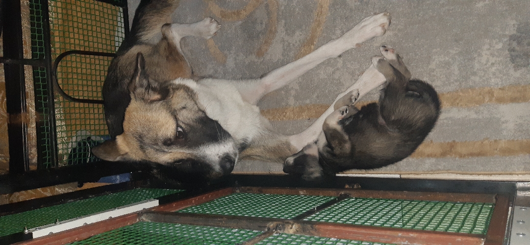 Akita – American Akita Puppies for sale