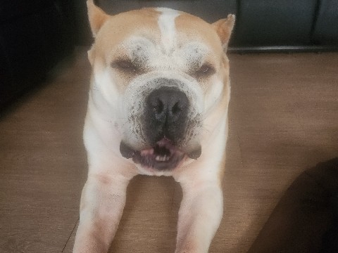 Bully Kutta - This is Kash allison  available for adoption in Dallas