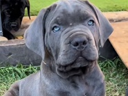 Cane Corso – cane corso dog – London