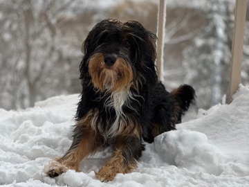Border Collie poodle mix