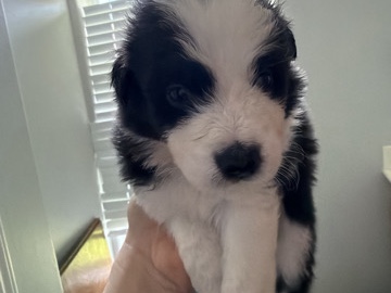Australian Shepherd – Australian shepherd – Corpus Christi