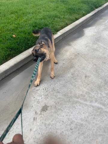 German Shepherd – German Shepard