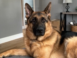 German Shepherd – pure bred German shepherd – New Haven