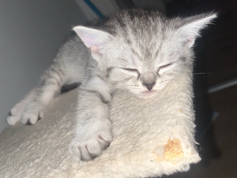 British Shorthair – 🐾 Liebevolle BKH-Kitten suchen ein neues Zuhause 🐾 – Mönchengladbach