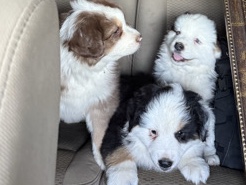 Australian Shepherd – En busca de un nuevo hogar – Portland