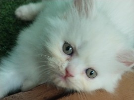 Persian (Traditional) – Purebred Persian kitten for sale – Alappuzha