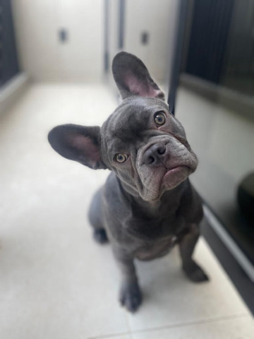 Rehoming our Frenchie